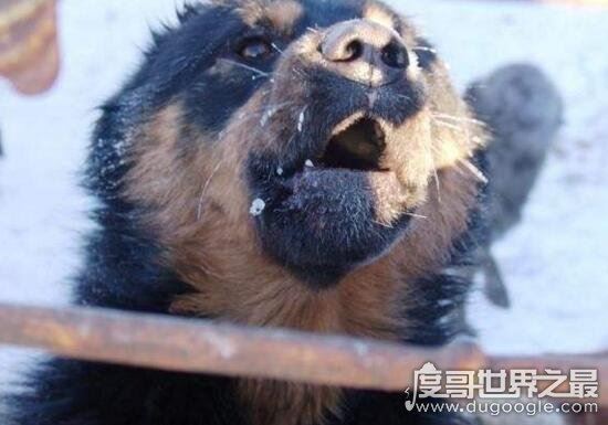 超珍贵猛犬蒙古獒，购买时甚至需要测生辰八字