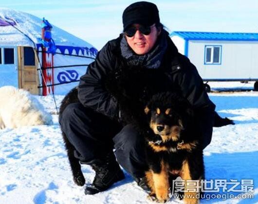 超珍贵猛犬蒙古獒，购买时甚至需要测生辰八字