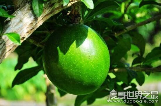 铁西瓜居然会爆炸,是世界上最危险的果实
