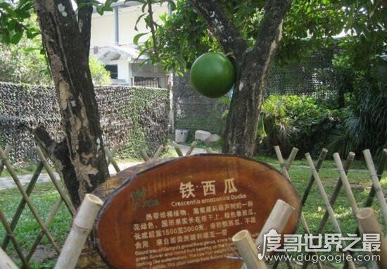 铁西瓜居然会爆炸，是世界上最危险的果实