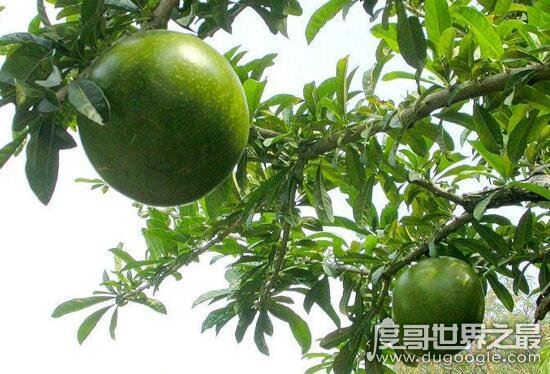 铁西瓜居然会爆炸，是世界上最危险的果实