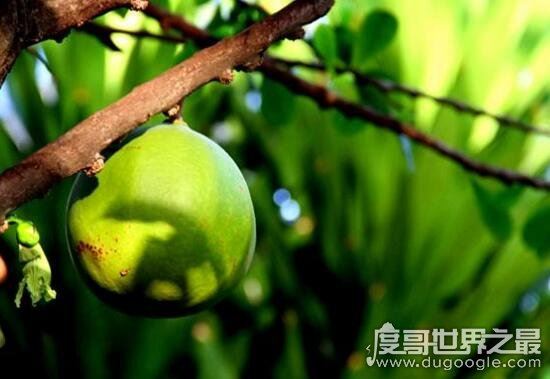 铁西瓜居然会爆炸,是世界上最危险的果实