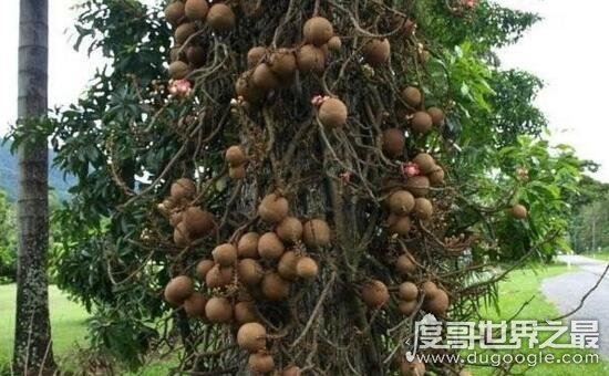 铁西瓜居然会爆炸，是世界上最危险的果实