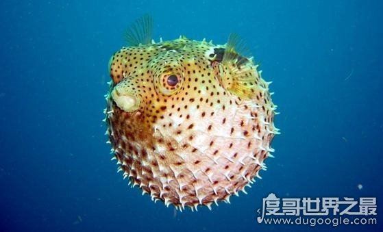盘点世界上最毒的动物,见过其中一种你就很不幸了