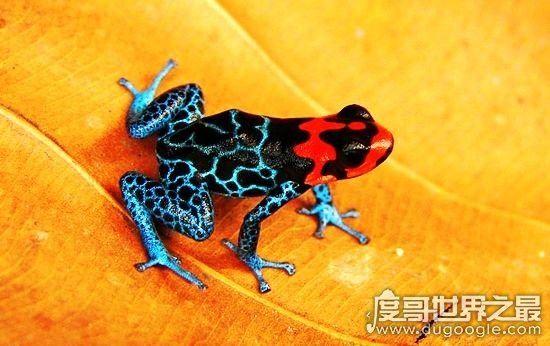 盘点世界上最毒的动物，见过其中一种你就很不幸了