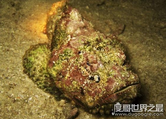 盘点世界上最毒的动物，见过其中一种你就很不幸了