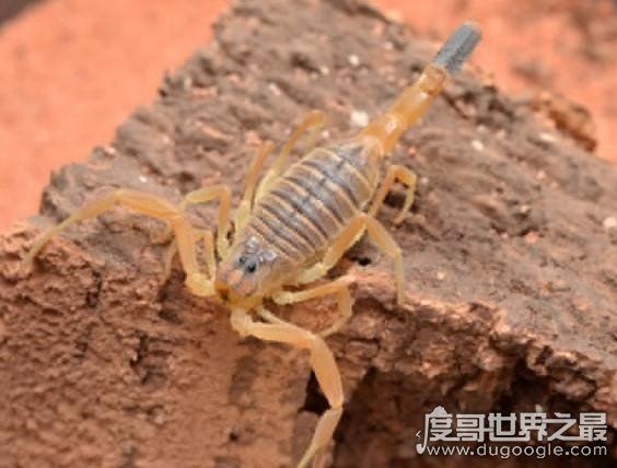 盘点世界上最毒的动物，见过其中一种你就很不幸了
