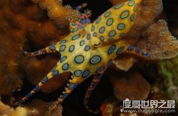 盘点世界上最毒的动物，见过其中一种你就很不幸了