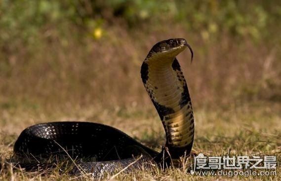 盘点世界上最毒的动物，见过其中一种你就很不幸了