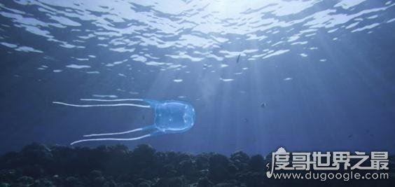 盘点世界上最毒的动物，见过其中一种你就很不幸了