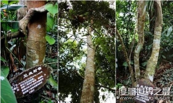盘点世界上最毒的动物,见过其中一种你就很不幸了
