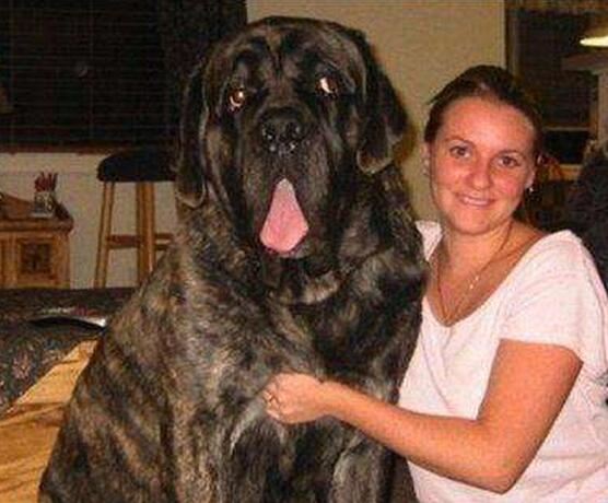 世界上最高大的狗，大丹犬/马士提夫犬(随和的巨犬)