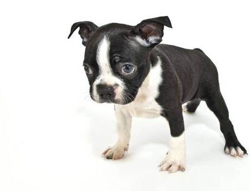 世界上最高大的狗，大丹犬/马士提夫犬(随和的巨犬)