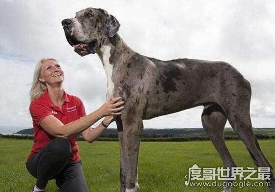巨型犬品种大全,世界上最大的狗是一只大丹犬