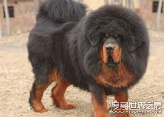 巨型犬品种大全,世界上最大的狗是一只大丹犬