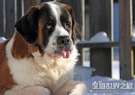 巨型犬品种大全，世界上最大的狗是一只大丹犬