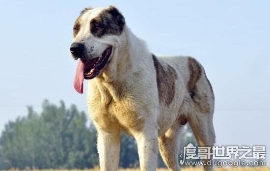 巨型犬品种大全，世界上最大的狗是一只大丹犬