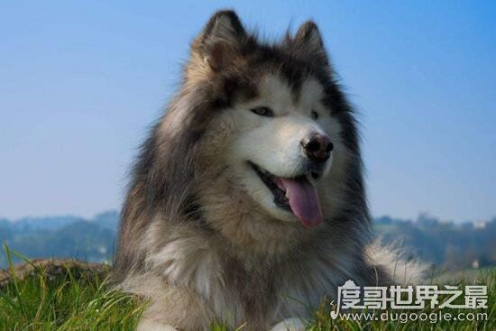 巨型犬品种大全,世界上最大的狗是一只大丹犬