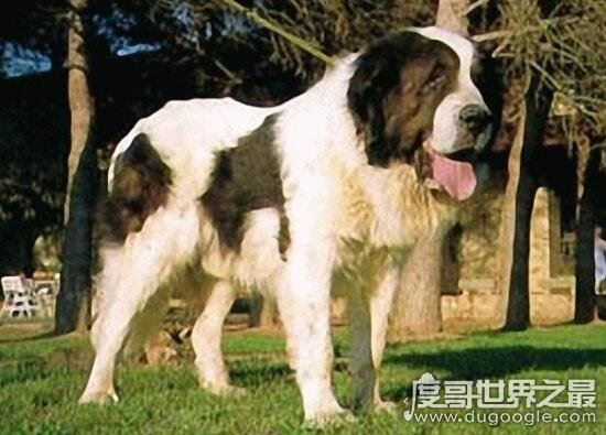 巨型犬品种大全，世界上最大的狗是一只大丹犬