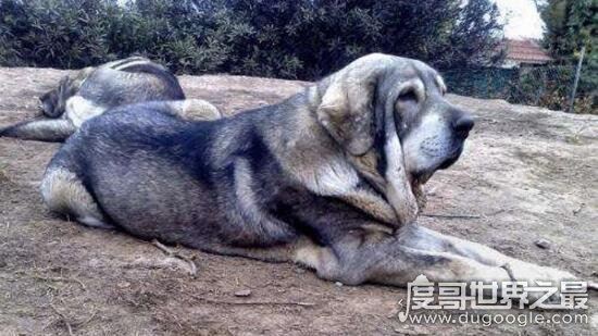 巨型犬品种大全，世界上最大的狗是一只大丹犬