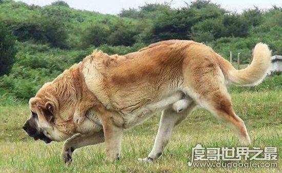 巨型犬品种大全,世界上最大的狗是一只大丹犬