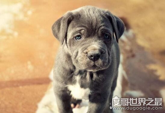 巨型犬品种大全，世界上最大的狗是一只大丹犬