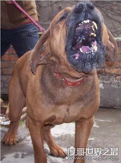 中国十大禁犬名单，萌萌的秋田犬竟然也榜上留明