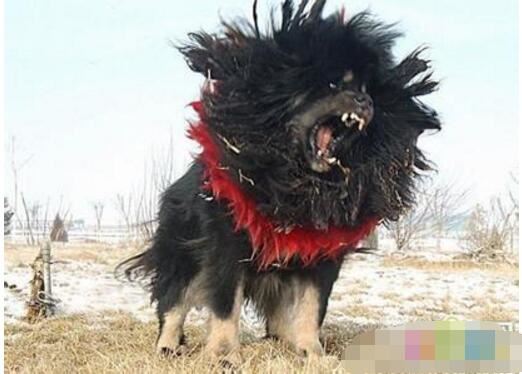 中国十大禁犬名单，萌萌的秋田犬竟然也榜上留明