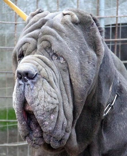 中国十大禁犬名单，萌萌的秋田犬竟然也榜上留明