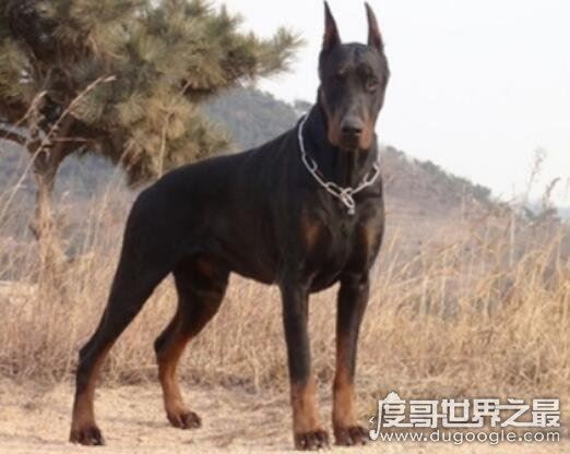 中国十大禁犬名单，萌萌的秋田犬竟然也榜上留明