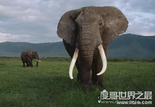 非洲有哪些国家？共60个(最大国家阿尔及利亚/最小国家塞舌尔)