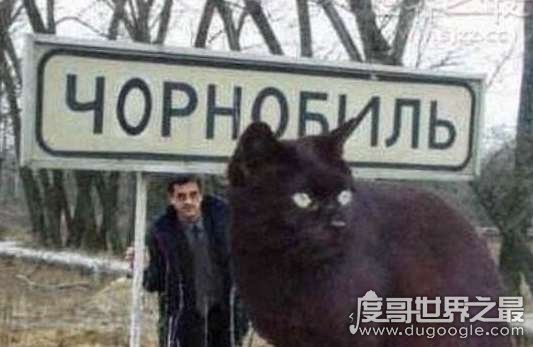 世界上最大的猫能有多大,726斤巨猫Angie现身乌克兰