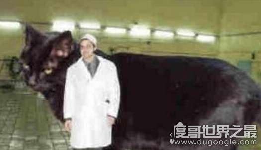 世界上最大的猫能有多大，726斤巨猫Angie现身乌克兰