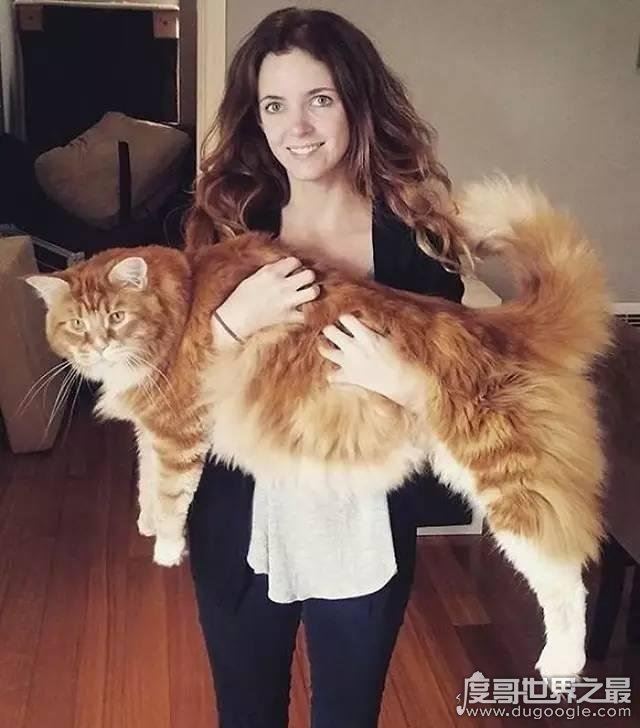 世界上最大的猫能有多大，726斤巨猫Angie现身乌克兰