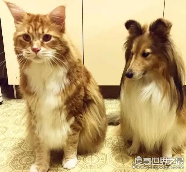 世界上最大的猫能有多大，726斤巨猫Angie现身乌克兰