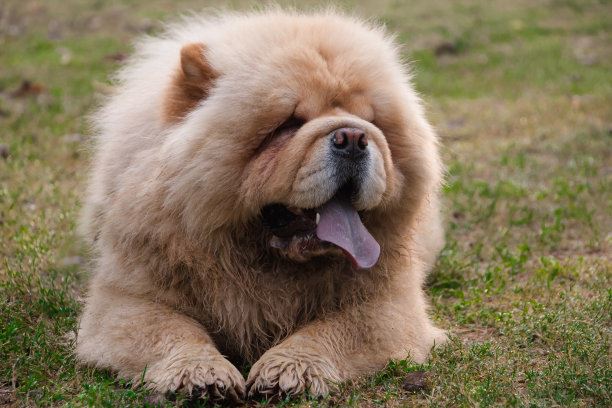 世界上十大狗排名，哈士奇排名第一吉娃娃上榜(小巧可爱）