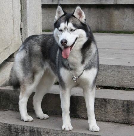 世界上名字最长的狗狗品种，哈士奇的全名竟多达11个字