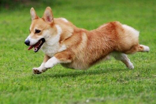 世界上名字最长的狗狗品种，哈士奇的全名竟多达11个字