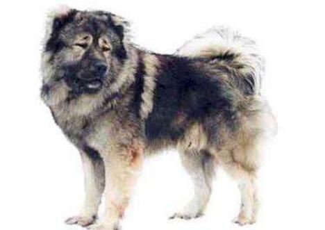 世界上名字最长的狗狗品种，哈士奇的全名竟多达11个字