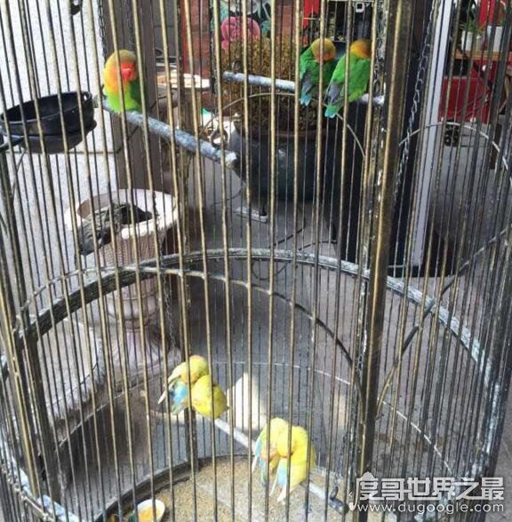 虐死人的单身狗图片精选,一万点暴击在向你袭来(图片)