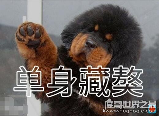 虐死人的单身狗图片精选,一万点暴击在向你袭来(图片)