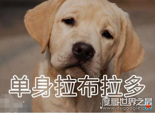 虐死人的单身狗图片精选，一万点暴击在向你袭来(图片)