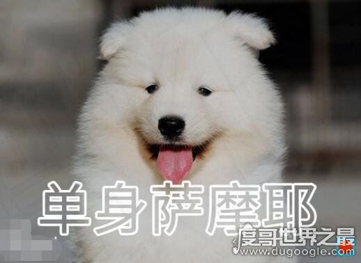 虐死人的单身狗图片精选，一万点暴击在向你袭来(图片)