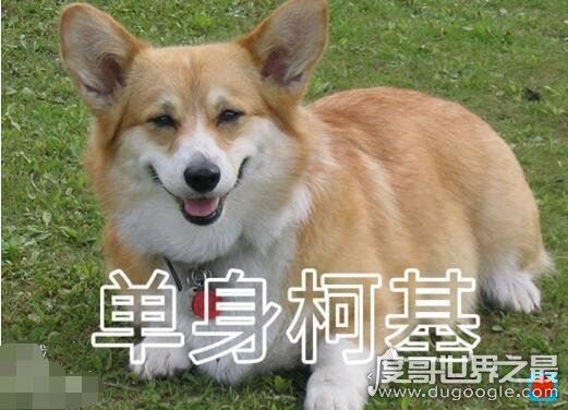 虐死人的单身狗图片精选，一万点暴击在向你袭来(图片)