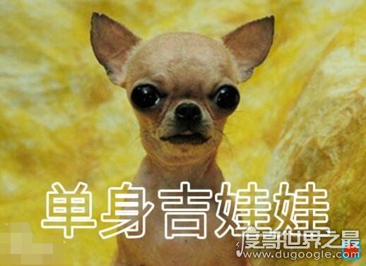 虐死人的单身狗图片精选，一万点暴击在向你袭来(图片)