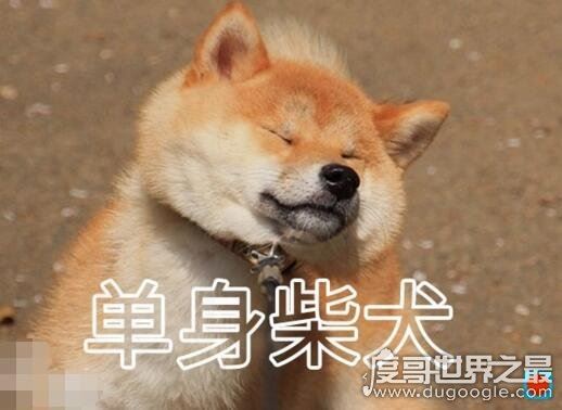 虐死人的单身狗图片精选，一万点暴击在向你袭来(图片)