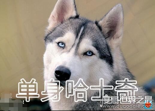 虐死人的单身狗图片精选，一万点暴击在向你袭来(图片)