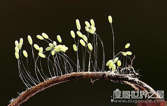 世界上最高贵神秘的花,这十种花珍贵漂亮又稀有