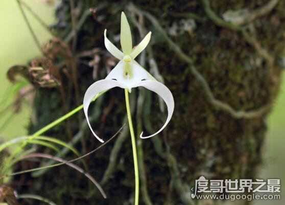 世界上最高贵神秘的花，这十种花珍贵漂亮又稀有