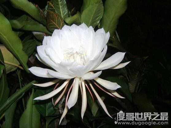 世界上最高贵神秘的花，这十种花珍贵漂亮又稀有